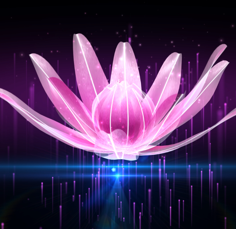 花卉16