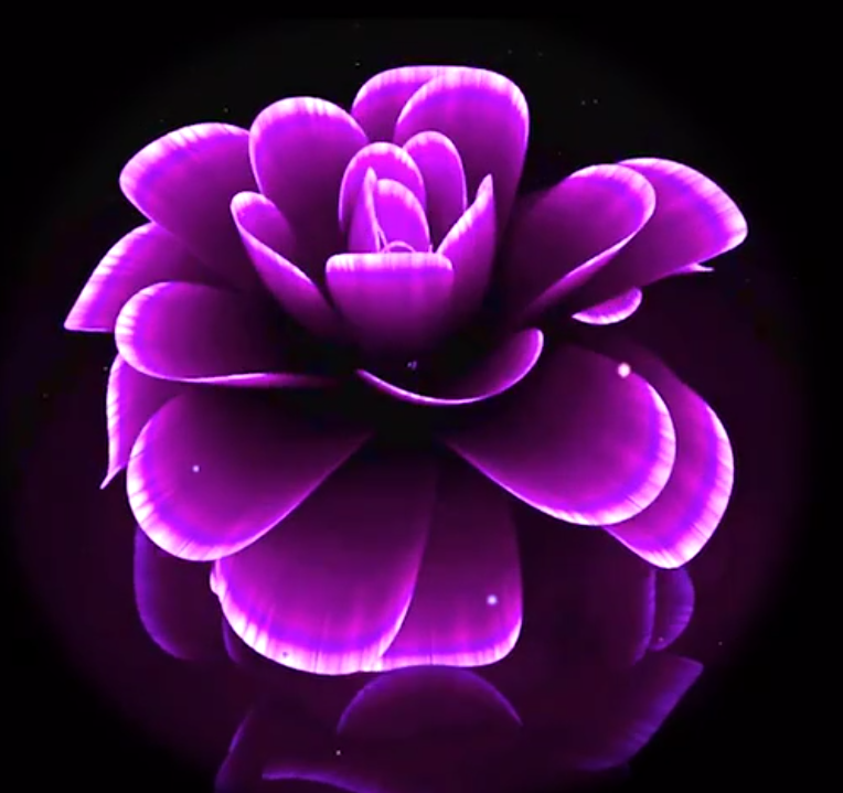 花卉12