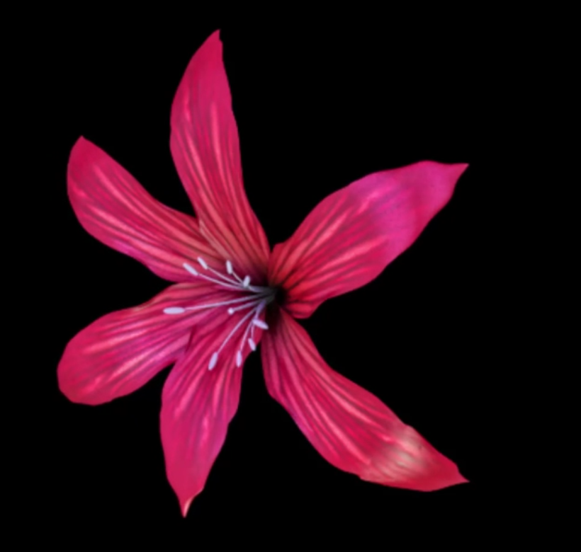 花卉8