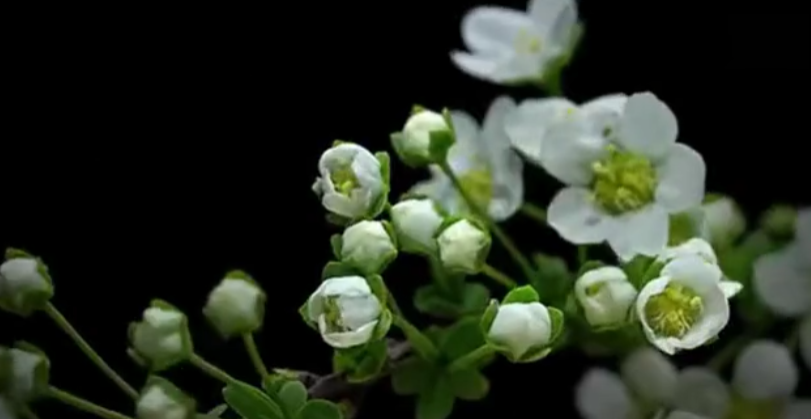 花卉3