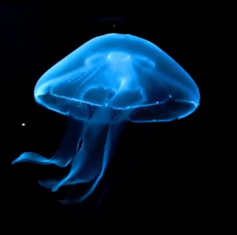 动物18